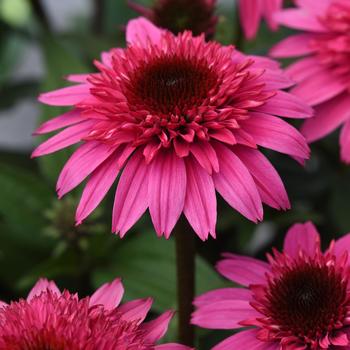 Echinacea x hybrida - Double Scoop™ 'Watermelon Deluxe'