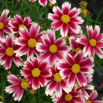 Coreopsis x verticillata 'Li'l Bang Candy Stripes' - L'il Bang&trade; Candy Stripes Coreopsis