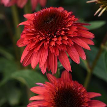 Echinacea x hybrida - Double Scoop™ 'Raspberry Deluxe'