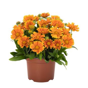 Gaillardia aristata - SpinTop™ Mango Blanket Flower