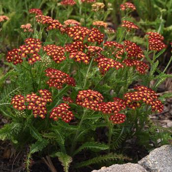 Achillea millefolium - Milly Rock&trade; Red Yarrow