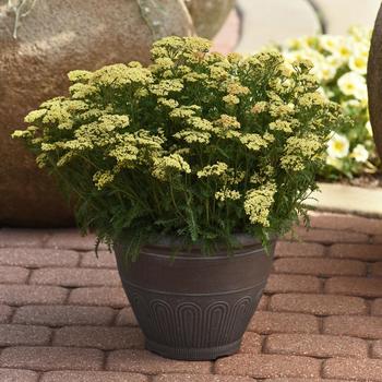 Achillea millefolium - Milly Rock&trade; Yellow Yarrow