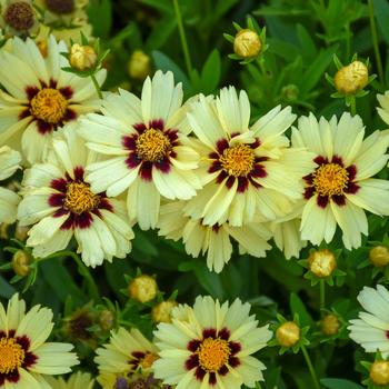 Coreopsis (Tickseed) - UpTick™ 'Cream & Red'