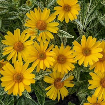 Heliopsis helianthoides 'Sunstruck' - Sunstruck False Sunflower
