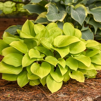 Hosta - Fire Island Hosta