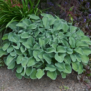 Hosta - Blue Mouse Ears Hosta