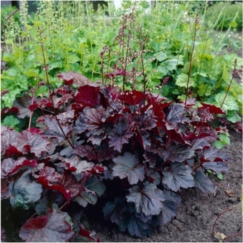 Heuchera americana - Palace Purple Coral Bells