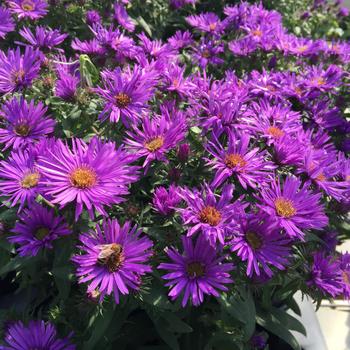 Symphyotrichum novae-angliae 'Purple Dome' - Purple Dome Aster