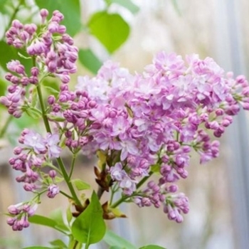 Syringa vulgaris 'Katherine Havemeyer' - Katherine Havemeyer Lilac