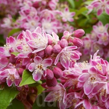 Deutzia - Strawberry Fields Deutzia (3 Gallon)