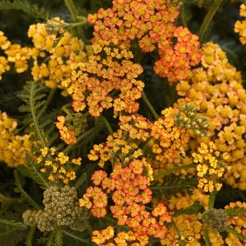 Achillea millefolium 'FLORACHYE2' - Milly Rock™ Yellow Terracotta Yarrow