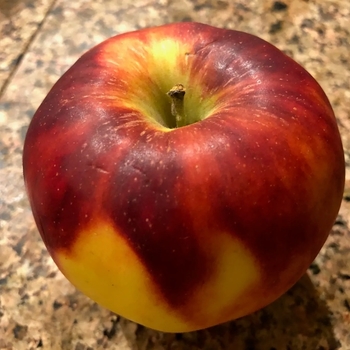 Malus domestica 'King David' - King David Apple (Semi-Standard)