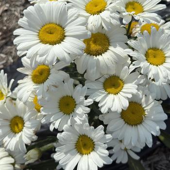 Leucanthemum × superbum 'Betsy' - Betsy Shasta Daisy