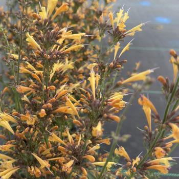 Agastache - Sunrise&trade; Orange Agastache