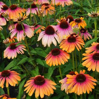 Echinacea hybrid - Butterfly&trade; Rainbow Marcella Coneflower