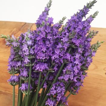 Lavandula x intermedia 'Tesseract' - Sensational!&trade; Lavender