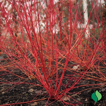 Cornus sericea - Red Twig Dogwood