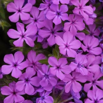 Phlox hybrida - Candy Cloud&trade; Pink Phlox