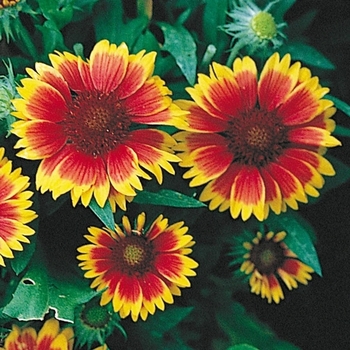 Gaillardia x grandiflora - Goblin Blanket Flower
