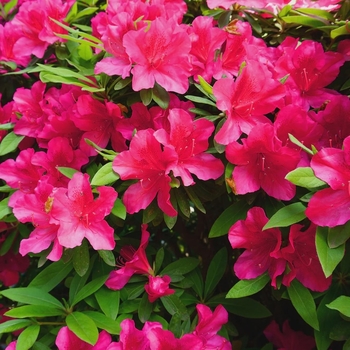 Rhododendron Southern Indica hybrid - Formosa Red Azalea