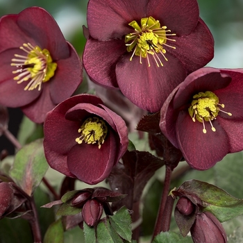 Helleborus ''COSEH 4700'' - HGC&reg; Ice N' Roses® Merlot Hellebore