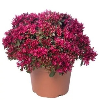 Sedum spurium - Spot On&trade; Red Sedum