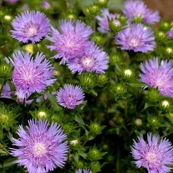 Stokesia laevis 'Peachie's Pick' - Peachie's Pick Stokes' Aster