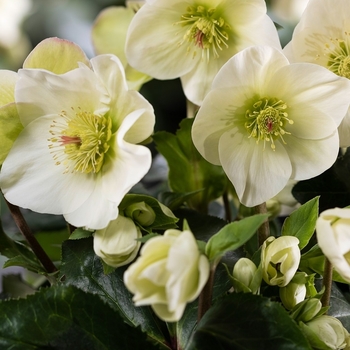 Helleborus x nigercors 'HF 1114' - HGC&reg; Ice Breaker&reg; Lemony Hellebore