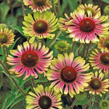 Echinacea purpurea 'Green Twister' - Green Twister Echinacea