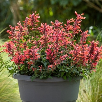 Agastache - Sunrise&trade; Red Agastache