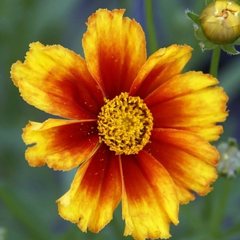 Coreopsis x 'Firewheel' - L'il Bang&trade; Firewheel Coreopsis