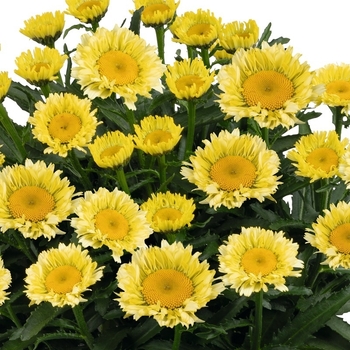 Leucanthemum x superbum 'Izabel' - Sweet Daisy&reg; Izabel Shasta Daisy