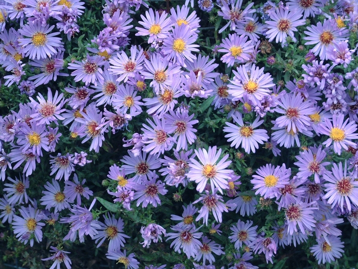 Wood's Light Blue Michaelmas Daisy - Symphyotrichum novi-belgii 'Wood's Blue' from Berwyn Plants