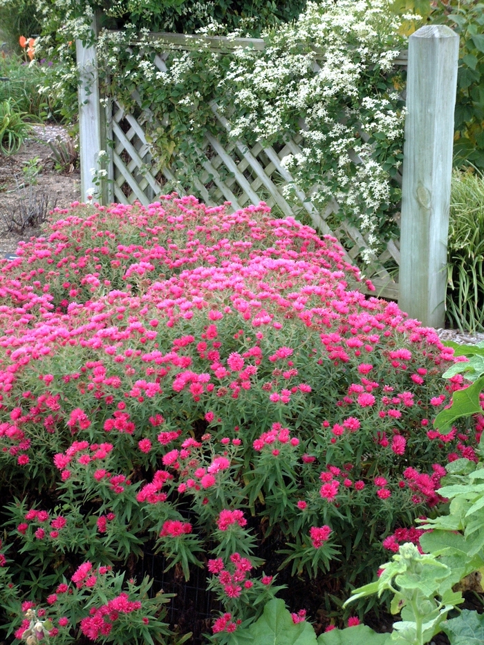 Alma Potschke Aster - Symphyotrichum novae-angliae 'Andenken an Alma Pötschke' from Berwyn Plants