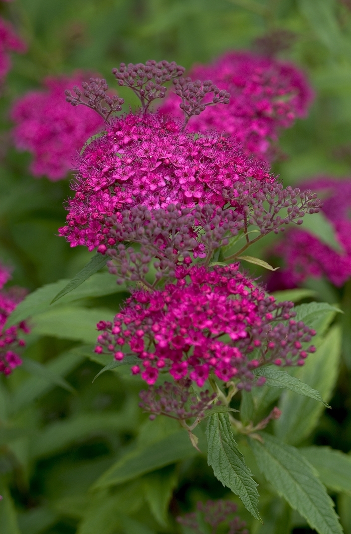 Neon Flash Spirea - Spiraea japonica from Berwyn Plants