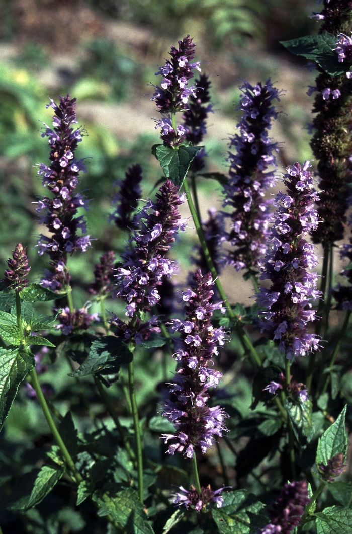 Black Adder Agastache - Agastache from Berwyn Plants