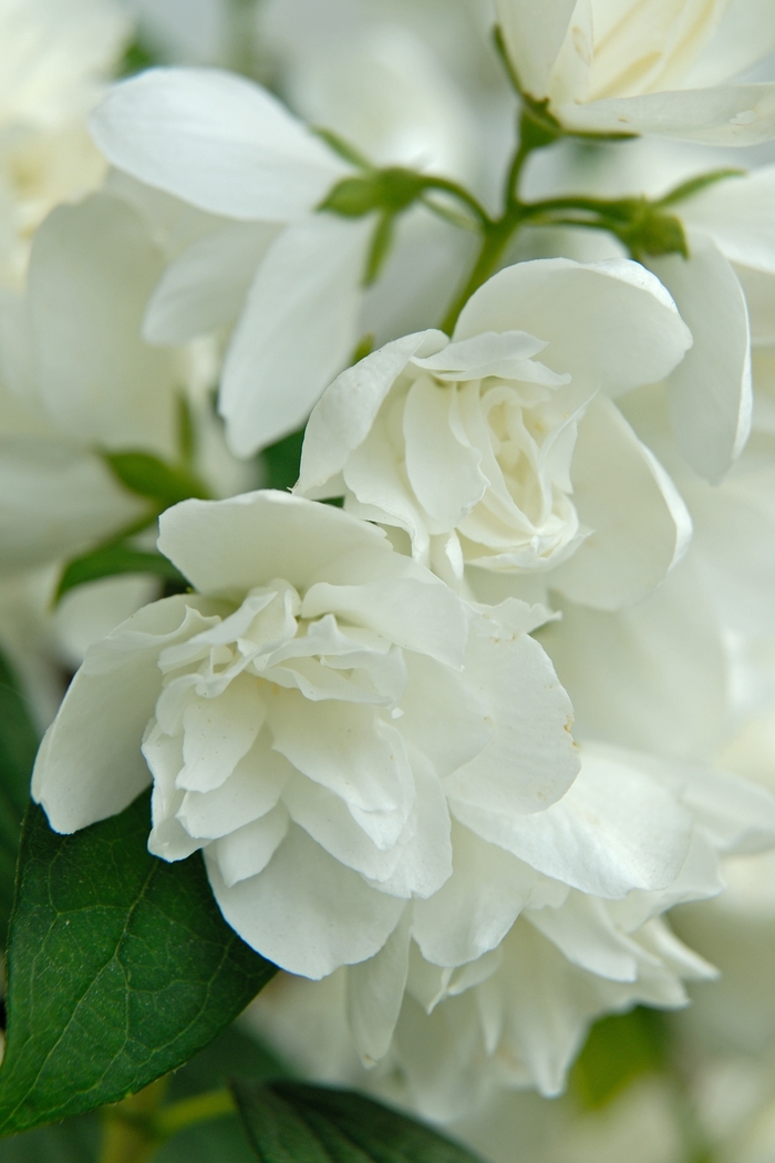 Snowbelle Mock Orange - Philadelphus from Berwyn Plants
