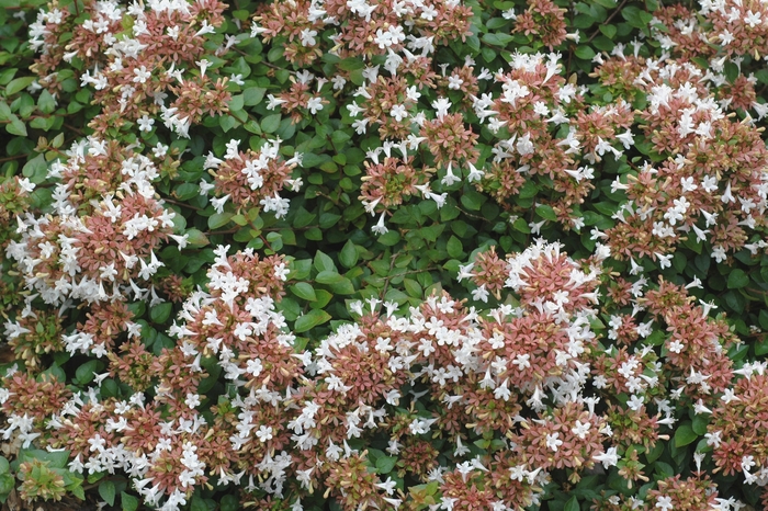 Rose Creek Abelia - Abelia x chinensis (Glossy Abelia) from Berwyn Plants
