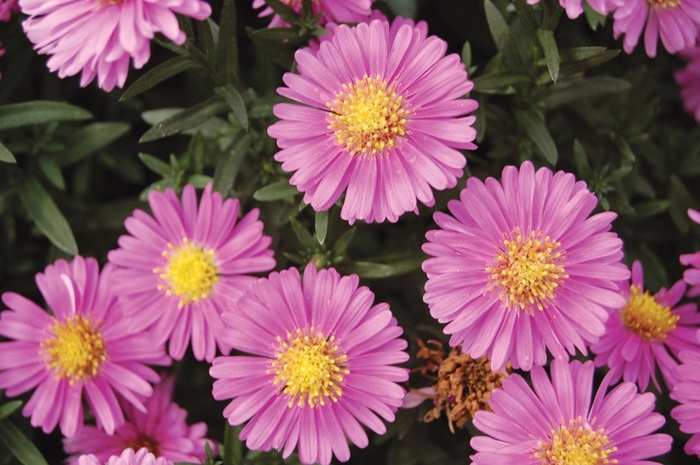 Alert Michaelmas Daisy - Symphyotrichum novi-belgii 'Alert' from Berwyn Plants