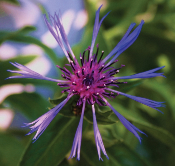 'Blue' Bachelor's Button-Perennial - Centaurea montana from Berwyn Plants