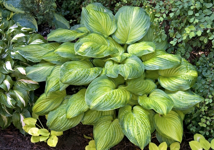 Guacamole Hosta - Hosta from Berwyn Plants