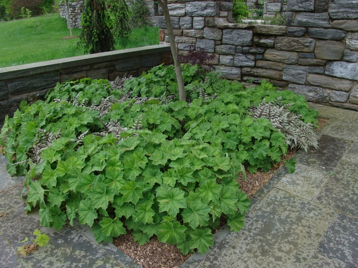 Autumn Bride Coral Bells - Heuchera villosa 'Autumn Bride' from Berwyn Plants