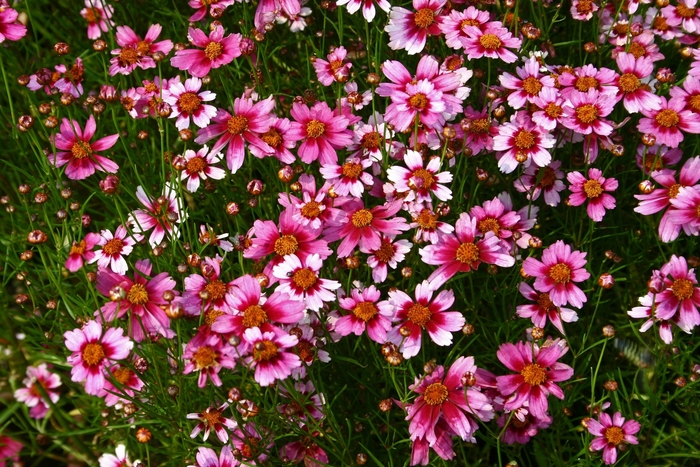 Heaven's Gate Coreopsis - Coreopsis rosea 'Heaven's Gate' from Berwyn Plants