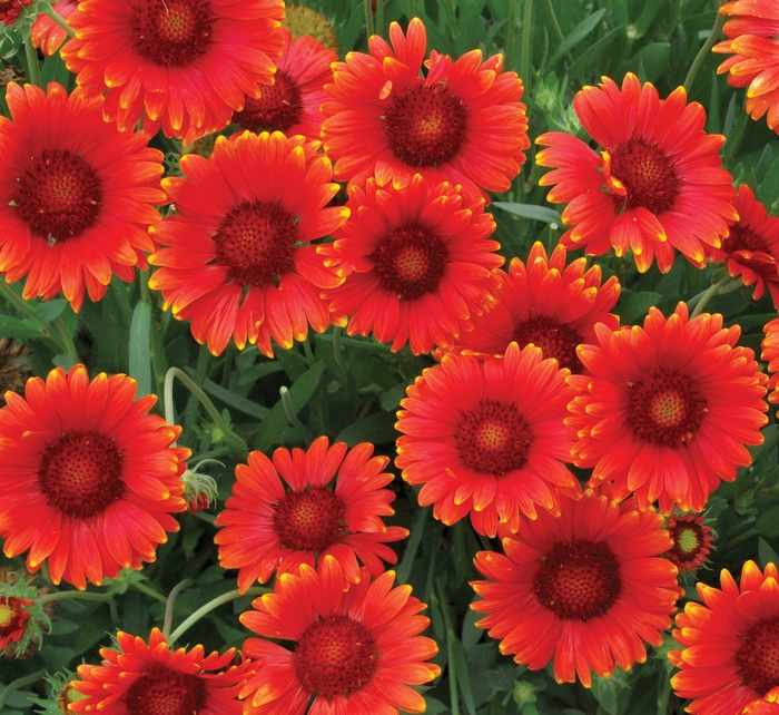 Mesa™ Red Blanket Flower - Gaillardia x grandiflora 'PAS933516' from Berwyn Plants