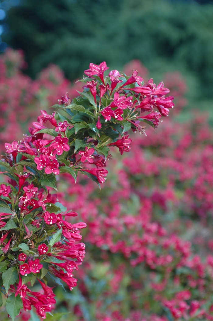 Red Prince Weigela - Weigela florida 'Red Prince' from Berwyn Plants