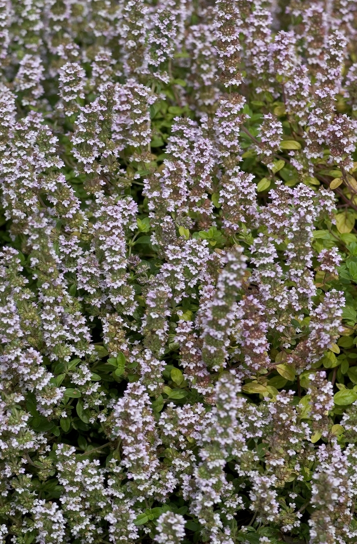 English Thyme - Thymus vulgaris from Berwyn Plants