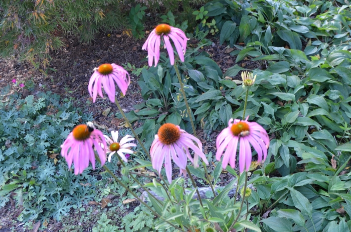 Purple Coneflower - Echinacea purpurea from Berwyn Plants
