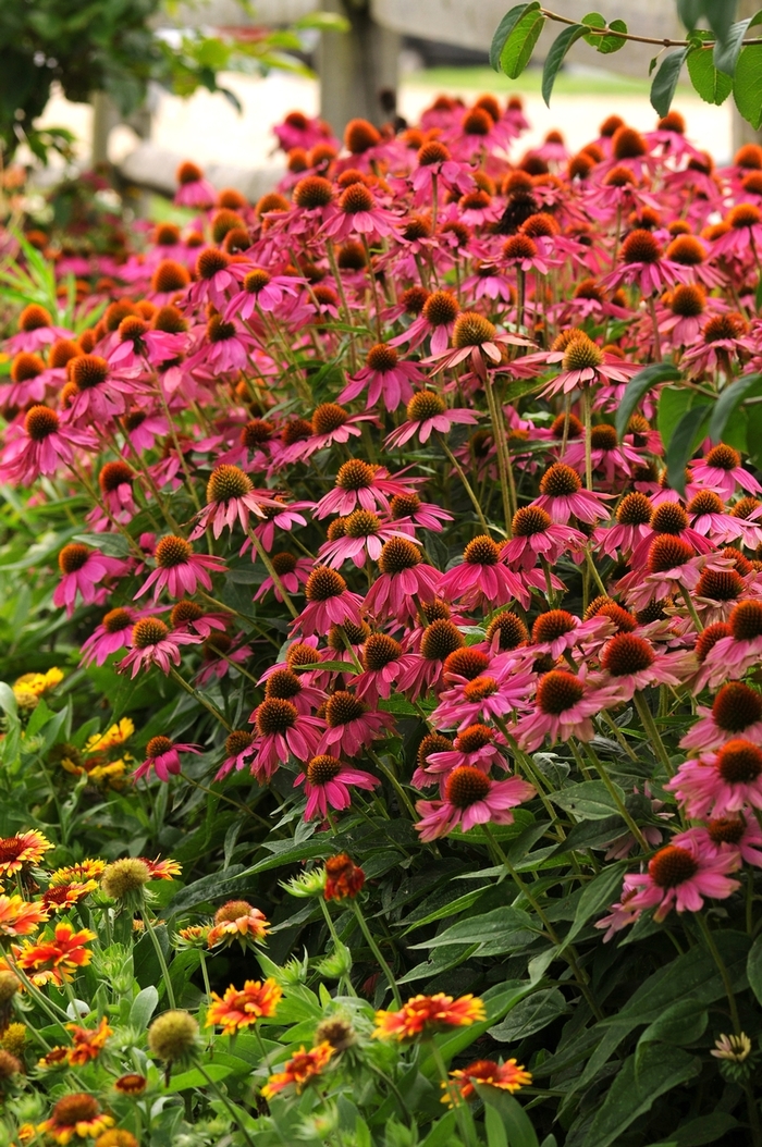 PowWow Wild Berry Coneflower - Echinacea purpurea from Berwyn Plants