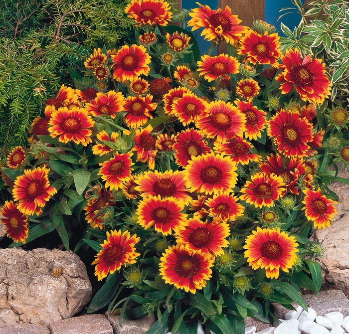 Arizona Sun Blanket Flower - Gaillardia aristata from Berwyn Plants