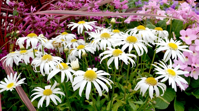 Angel Carpet Shasta Daisy - Leucanthemum x superbum 'Angel' from Berwyn Plants